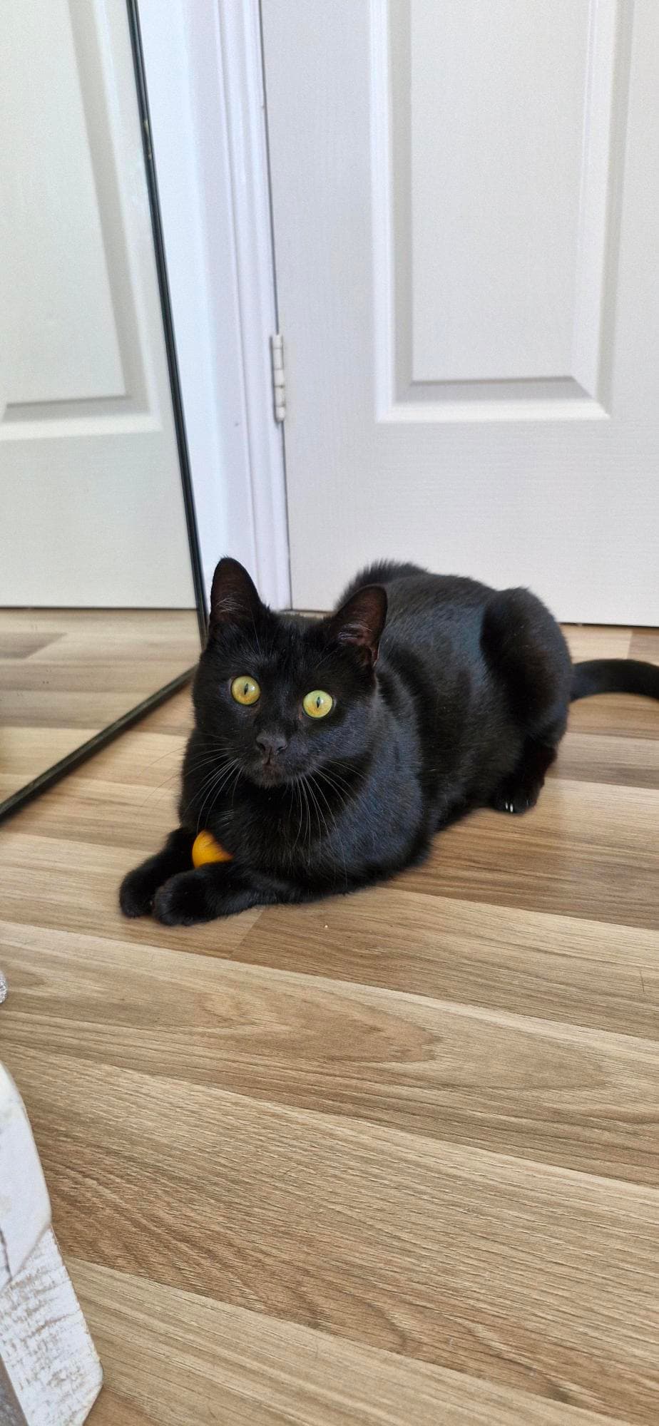 Goose - Domestic Short Hair available for adoption in Central Coast