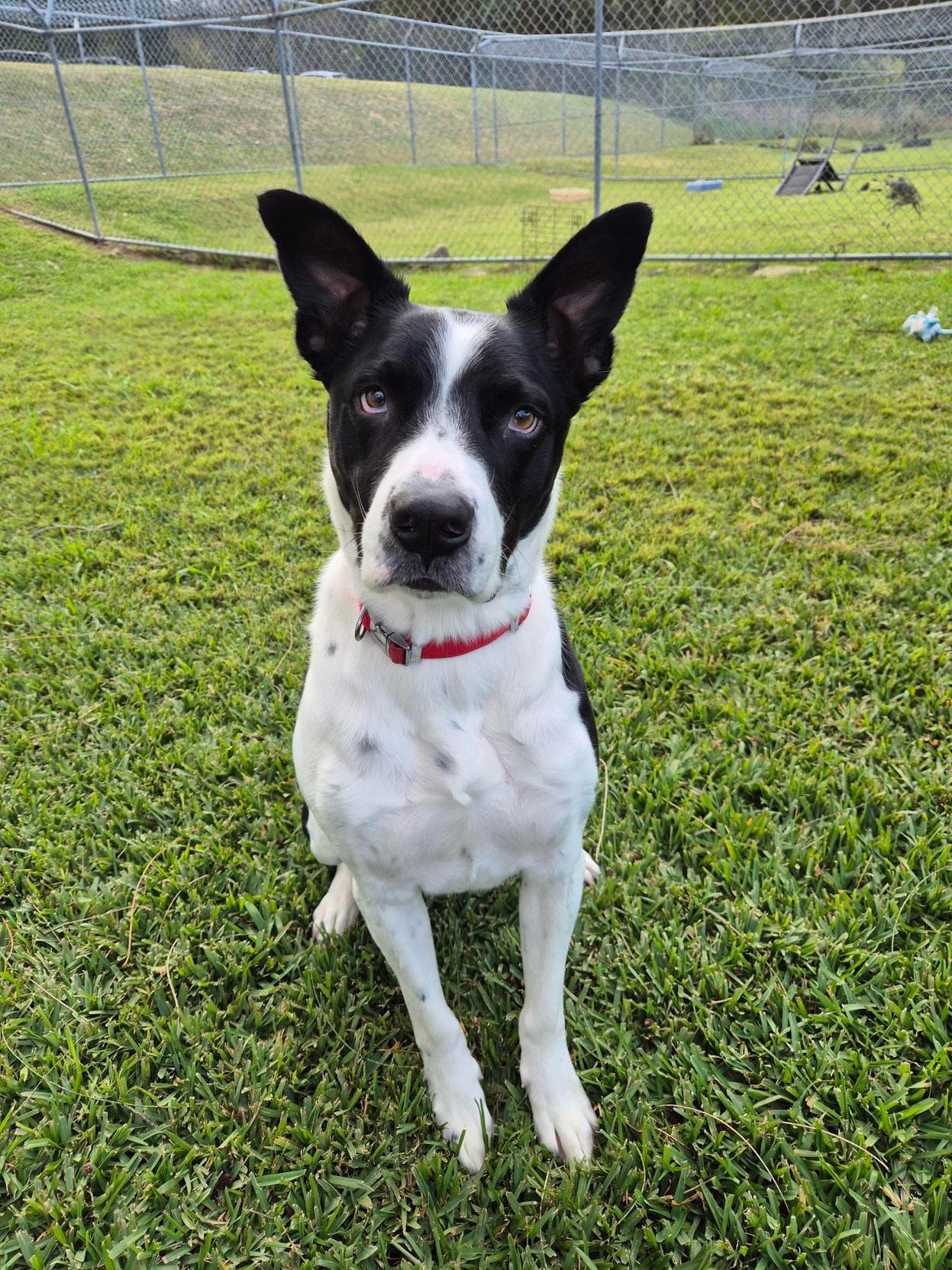 Dozer - Border Collie / Mastiff available for adoption in Central Coast