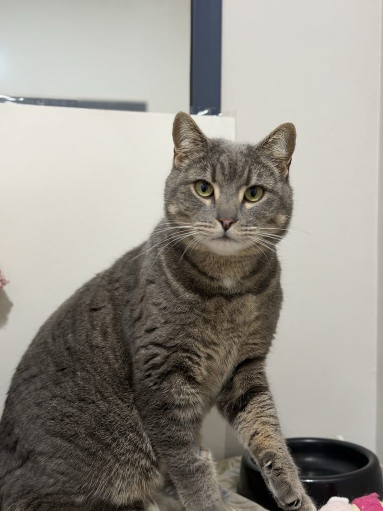 Clyde - Domestic Short Hair cat available for adoption at RSPCA NSW in Sydney