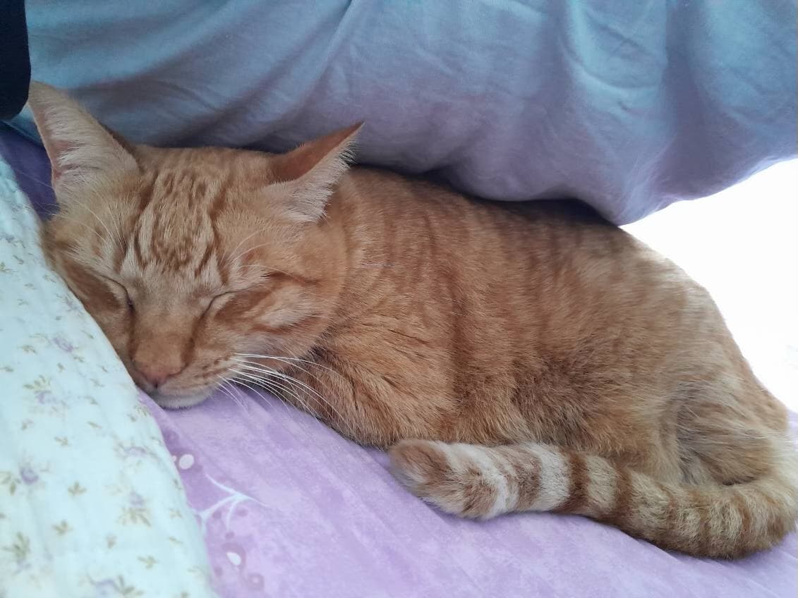 Spongebob - Domestic Short Hair cat available for adoption at RSPCA NSW in Sydney