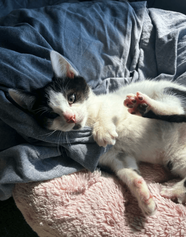 Tater - Domestic Short Hair cat available for adoption at RSPCA NSW in Sydney