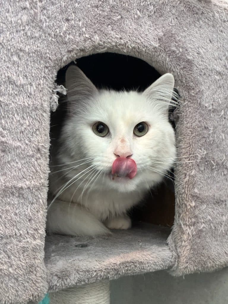 Captain - Domestic Medium Hair / Turkish Angora cat available for adoption at RSPCA NSW in Sydney