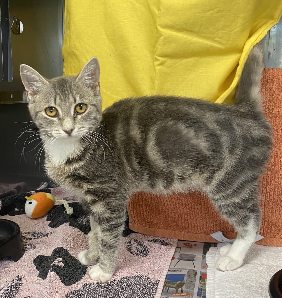 Macy - Domestic Short Hair cat available for adoption in Sydney
