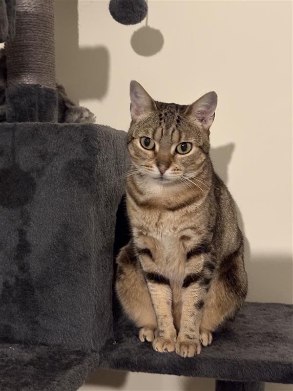 Sarah - Domestic Short Hair cat available for adoption at RSPCA NSW in Sydney