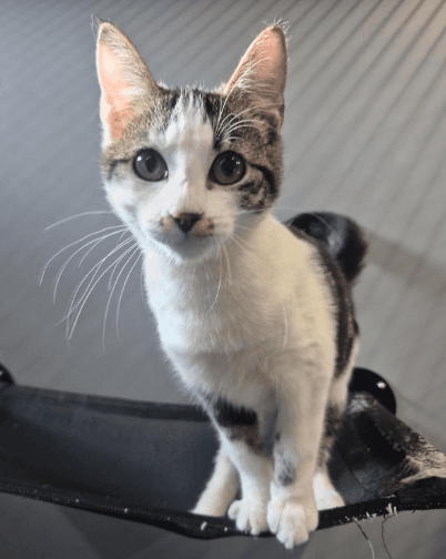 Olivia - Domestic Short Hair cat available for adoption at RSPCA NSW in Sydney
