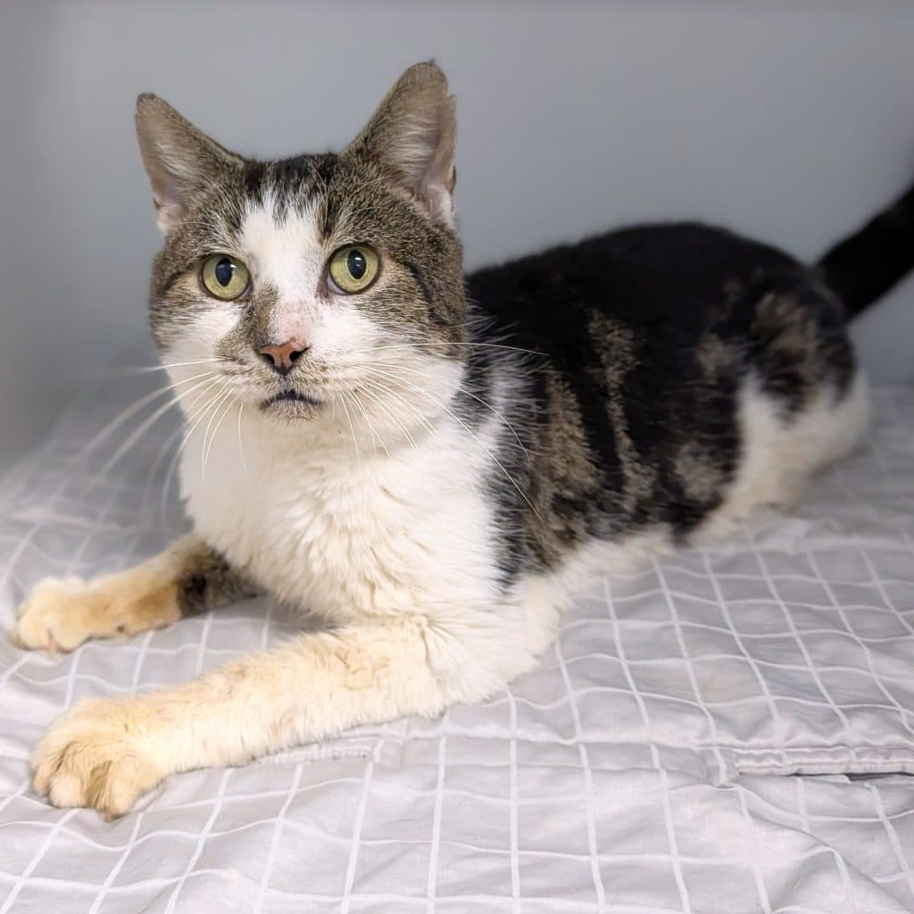 Billy - Domestic Short Hair cat available for adoption at RSPCA NSW in Sydney