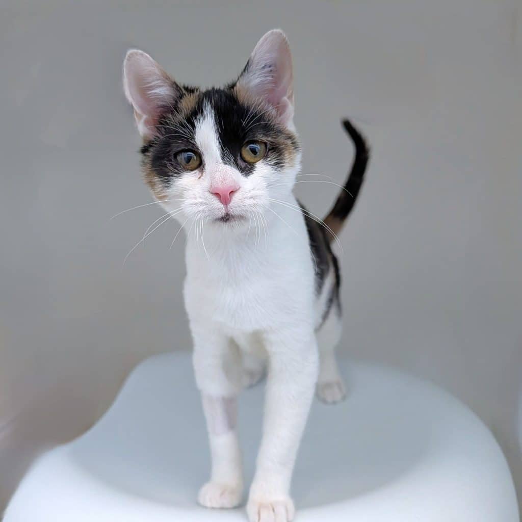 Milly - Domestic Short Hair cat available for adoption at RSPCA NSW in Sydney
