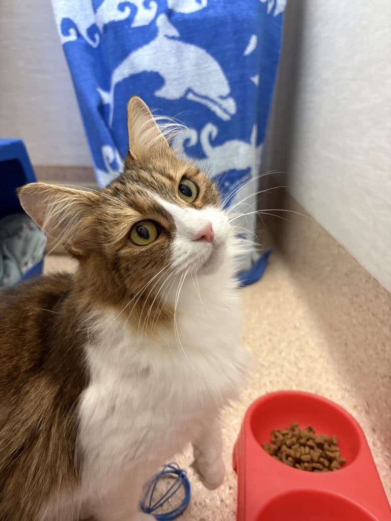 Levi - Domestic Medium Hair cat available for adoption at RSPCA NSW in Sydney