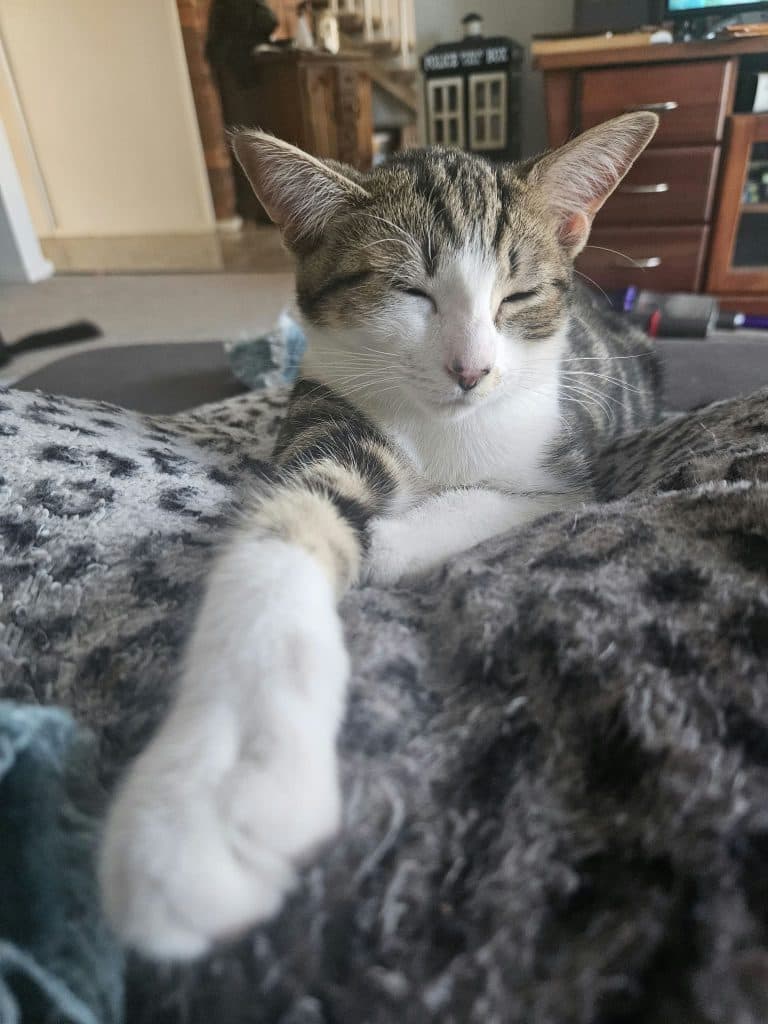 Merida - Domestic Short Hair available for adoption in Newcastle