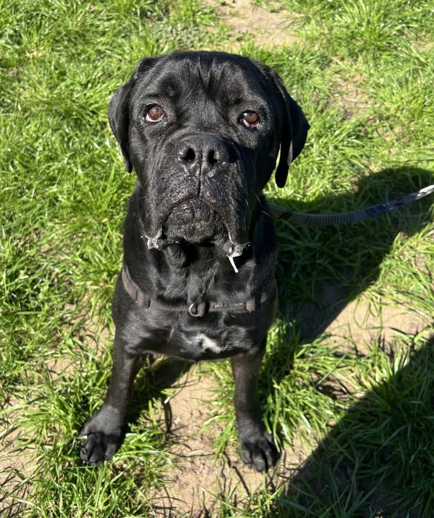 Thanos - Cane Corso available for adoption at RSPCA NSW in Sydney