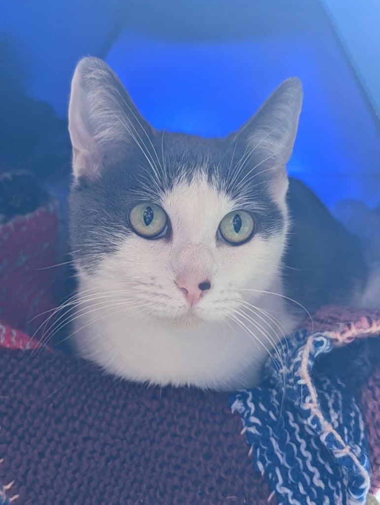 Rosie - Domestic Short Hair cat available for adoption at RSPCA NSW in Sydney