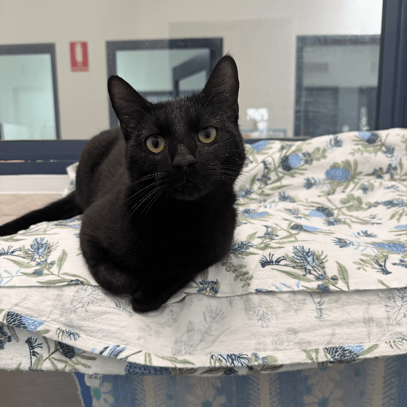 Tigger - Domestic Short Hair cat available for adoption at RSPCA NSW in Newcastle
