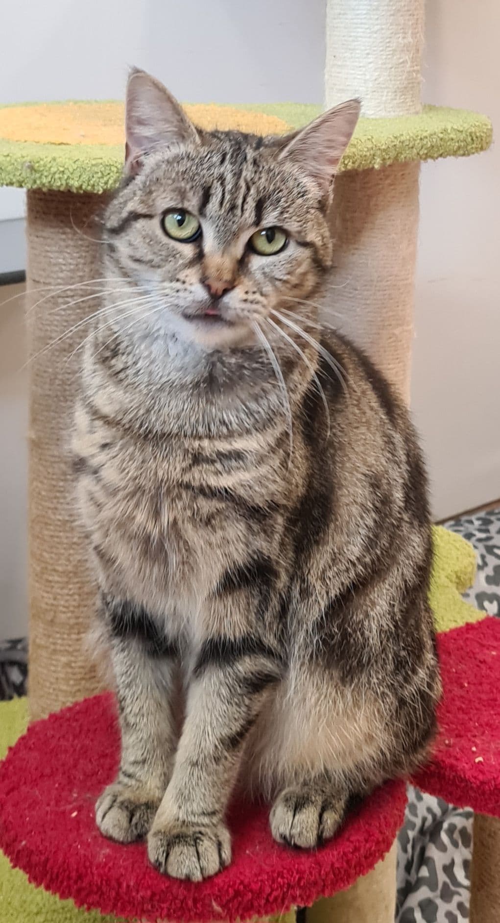 Bambi - Domestic Short Hair available for adoption in Wollongong