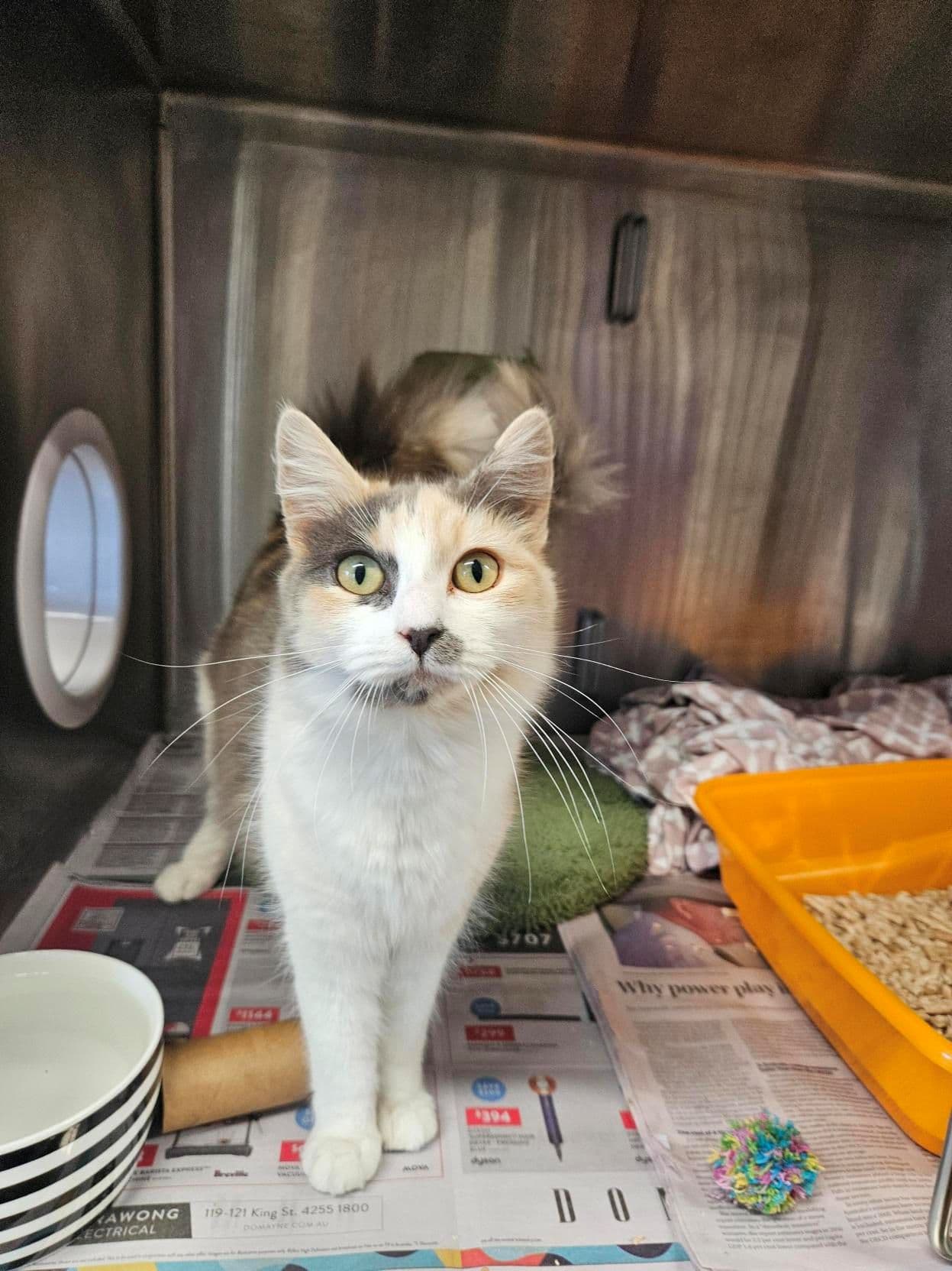 Pepper - Domestic Medium Hair cat available for adoption at RSPCA NSW in Wollongong