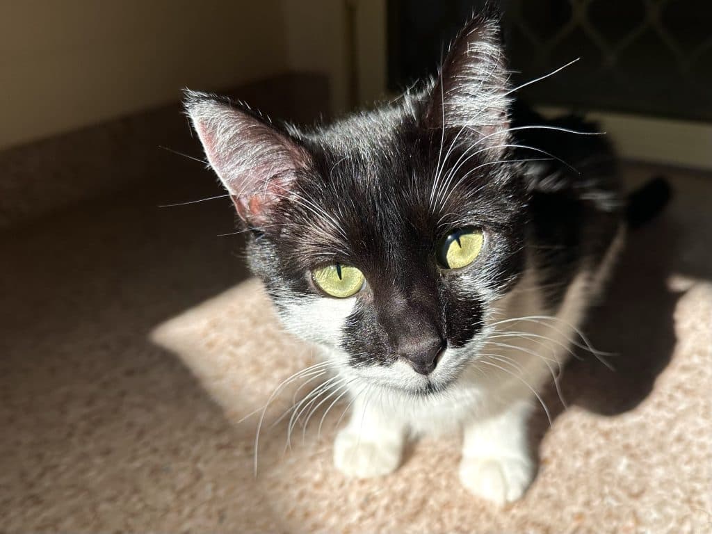 Katie - Domestic Short Hair cat available for adoption at RSPCA NSW in Sydney
