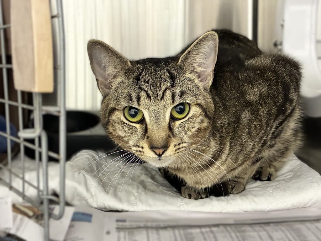 Stanley - Domestic Short Hair cat available for adoption at RSPCA NSW in Sydney