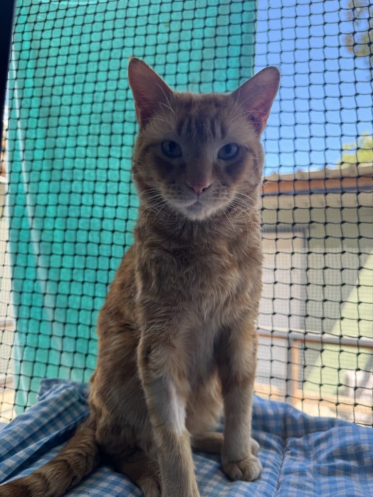 Mikey - Domestic Short Hair cat available for adoption at RSPCA NSW in Newcastle