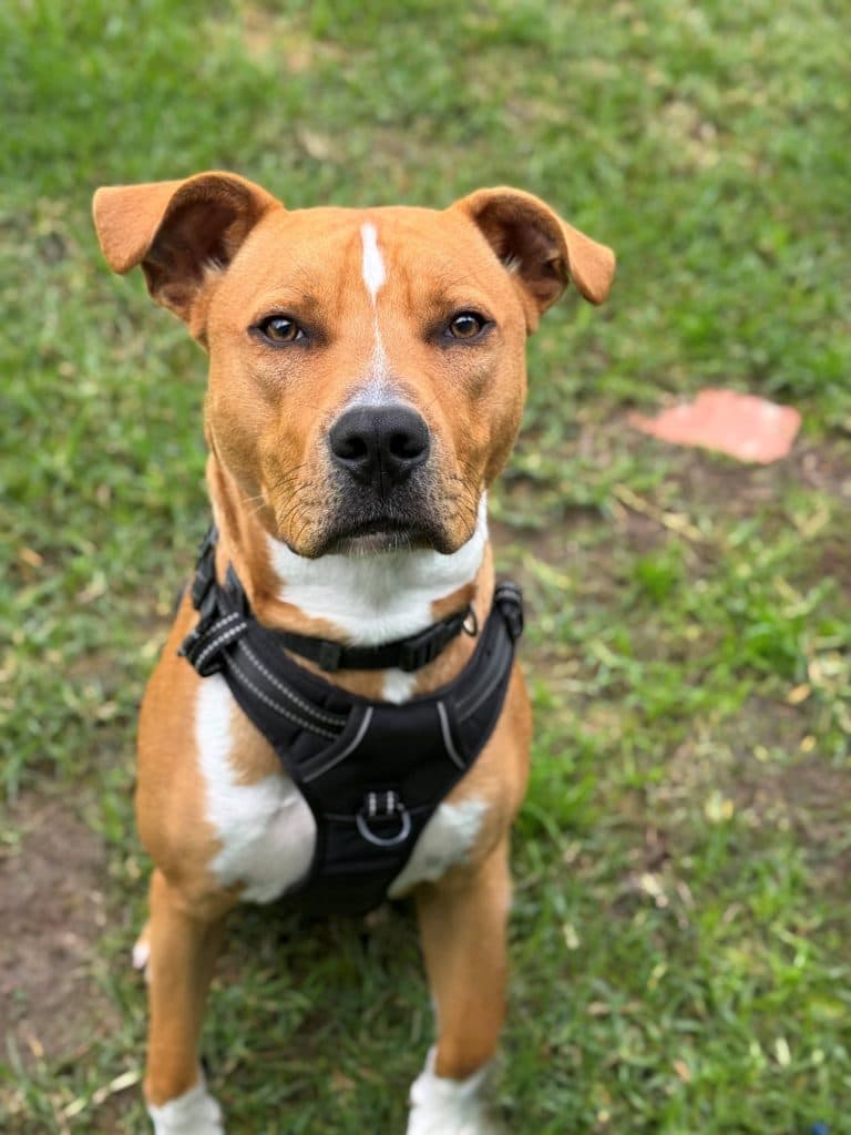 Roly - American Staffordshire Terrier available for adoption in Central Coast