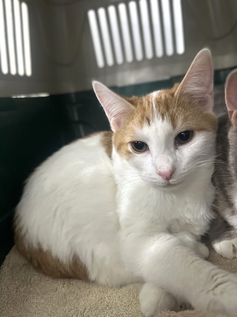 George - Domestic Short Hair cat available for adoption at RSPCA NSW in Sydney