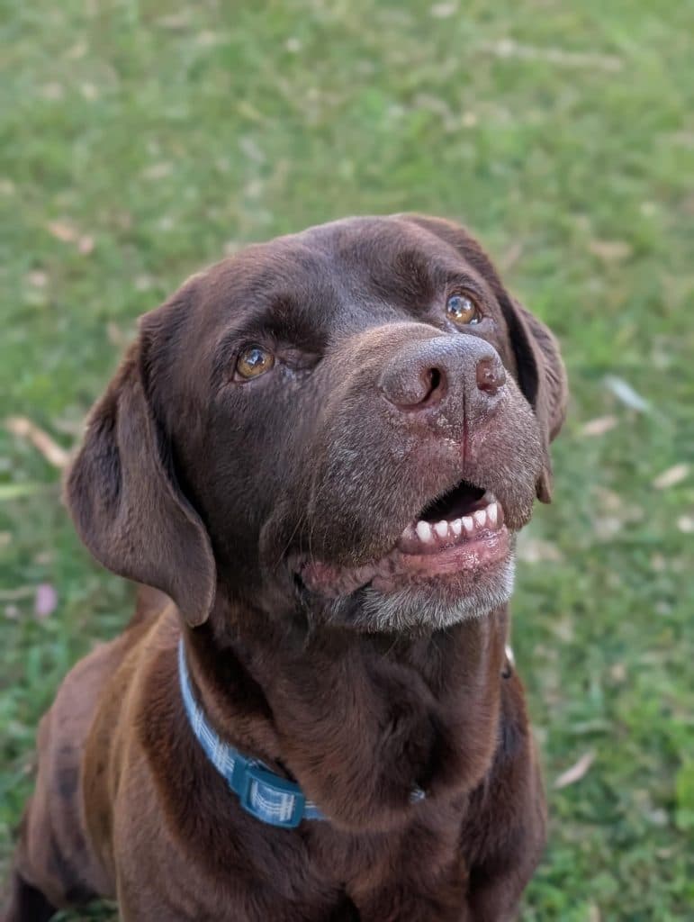 Coco - Labrador Retriever available for adoption in Coffs Harbour