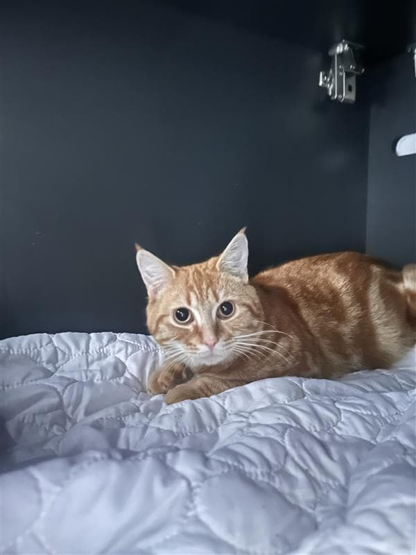 Peanut - Domestic Short Hair cat available for adoption at RSPCA NSW in Sydney