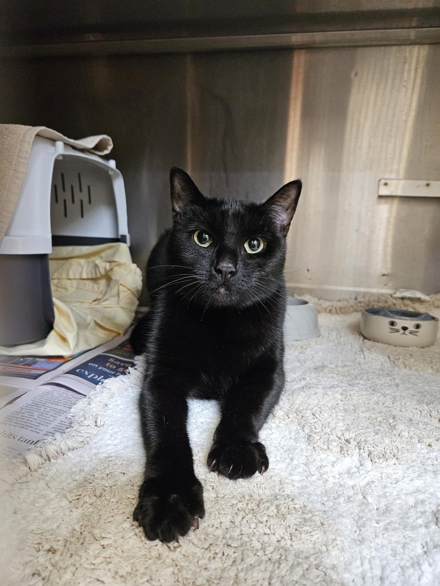 Sabrina - Domestic Short Hair cat available for adoption at RSPCA NSW in Wollongong