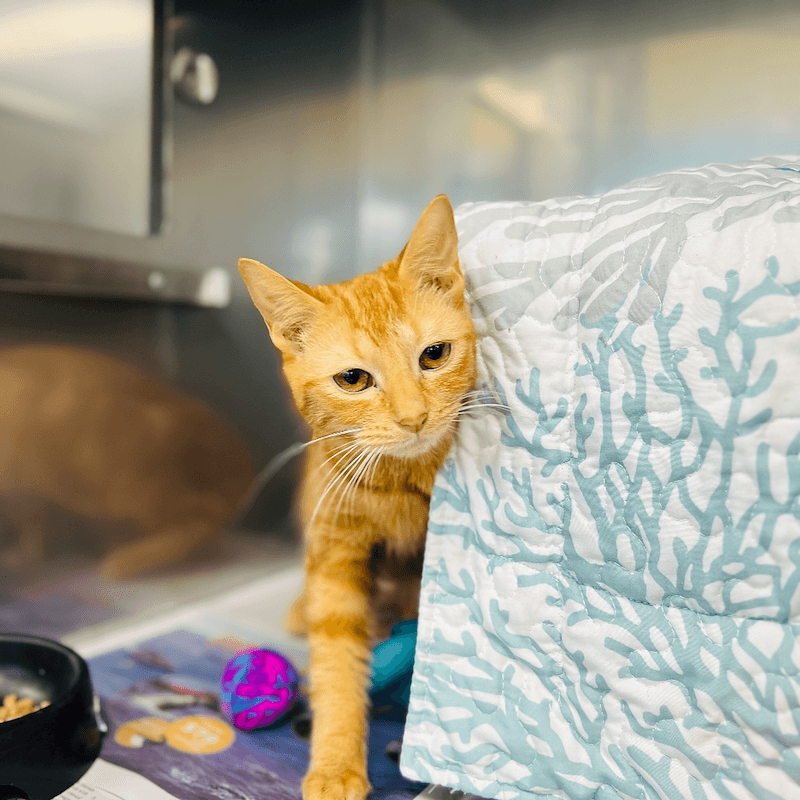 Michelle - Domestic Short Hair available for adoption in Newcastle