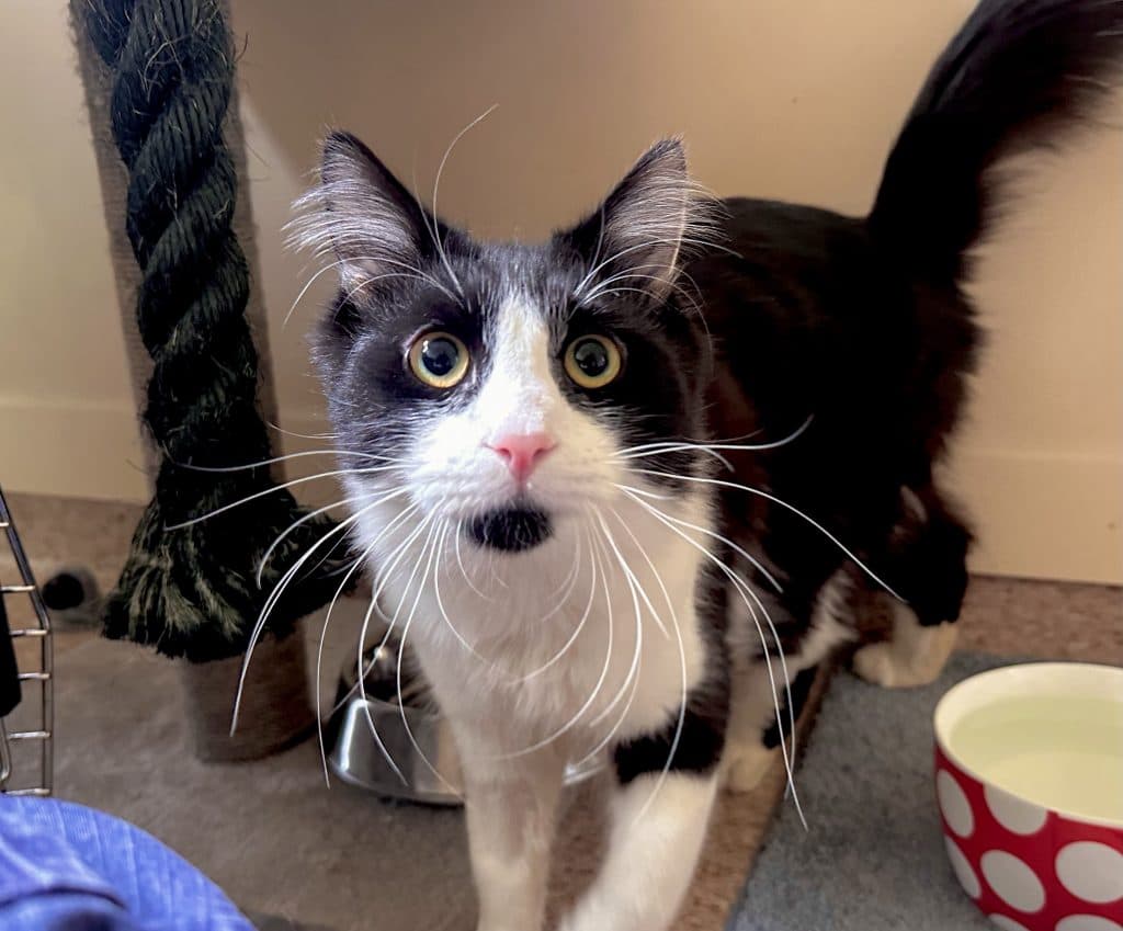 Salem - Domestic Short Hair cat available for adoption at RSPCA NSW in Sydney