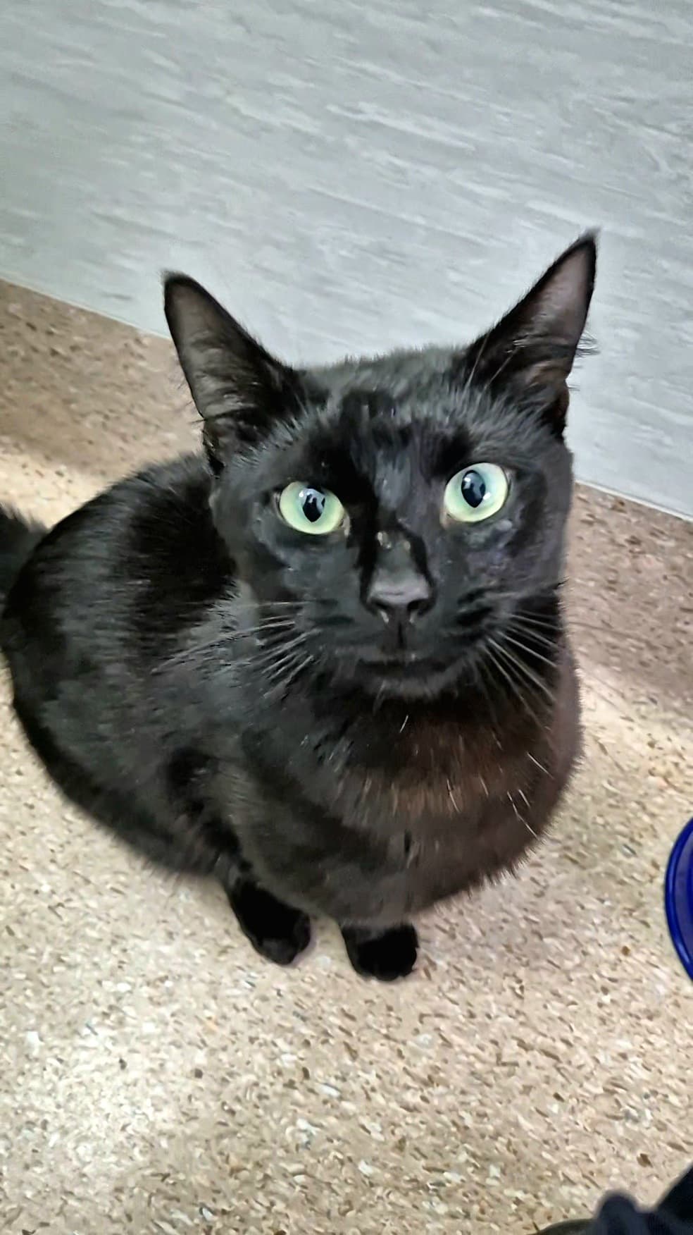 Mambo - Domestic Short Hair cat available for adoption at RSPCA NSW in Newcastle