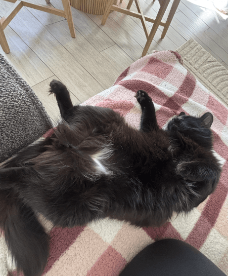 Ken - Domestic Short Hair cat available for adoption in Sydney
