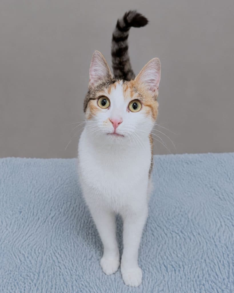 Bella - Domestic Short Hair cat available for adoption in Sydney