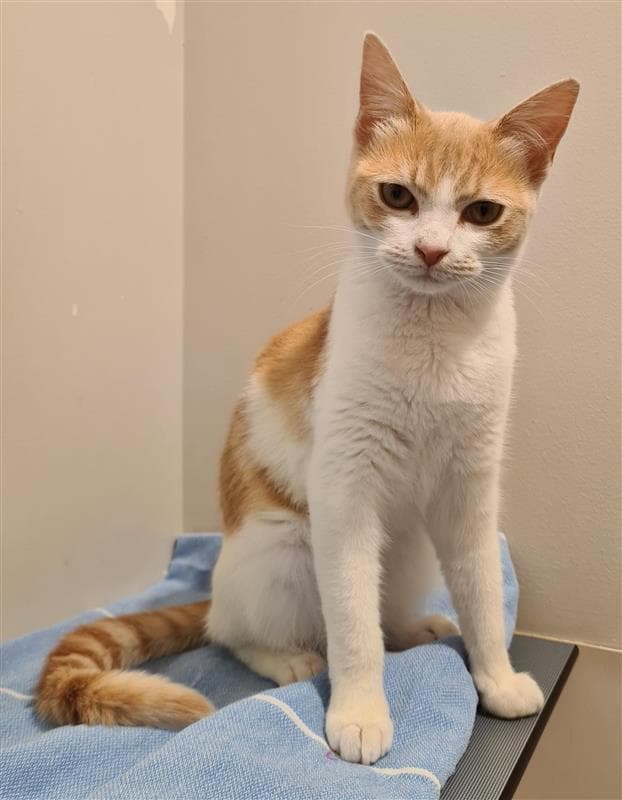 Devon - Domestic Short Hair cat available for adoption at RSPCA NSW in Wollongong