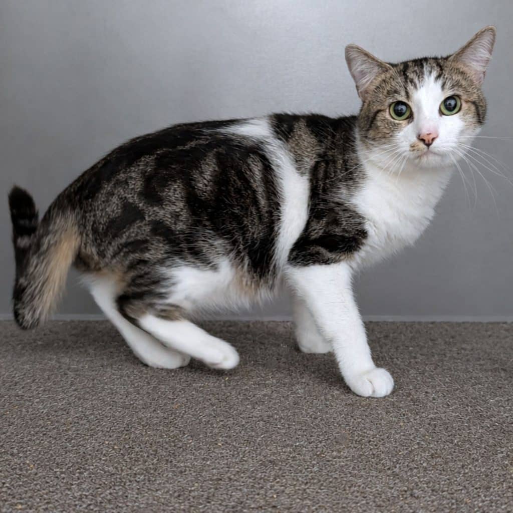 Winx - Domestic Short Hair cat available for adoption at RSPCA NSW in Sydney