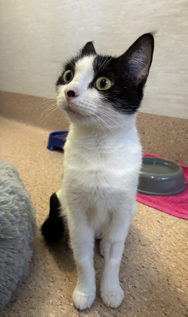 Penni - Domestic Short Hair cat available for adoption at RSPCA NSW in Sydney
