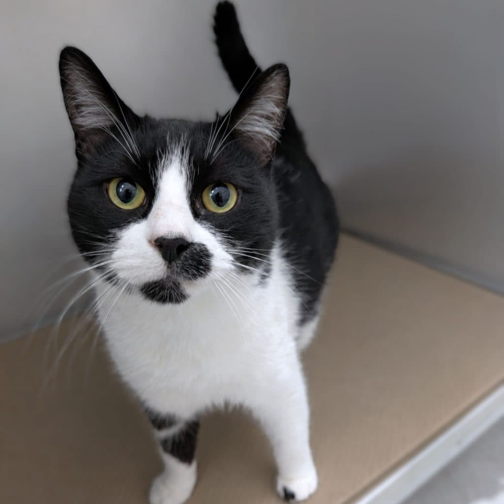 Bubba - Domestic Short Hair cat available for adoption at RSPCA NSW in Sydney