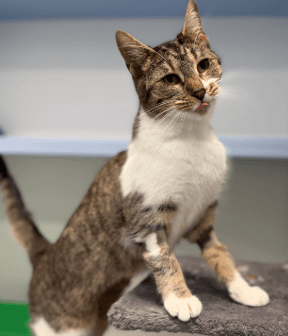 Kristy - Domestic Short Hair / Oriental Shorthair cat available for adoption at RSPCA NSW in Sydney