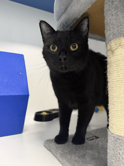 Samba - Domestic Short Hair / Balinese cat available for adoption at RSPCA NSW in Sydney