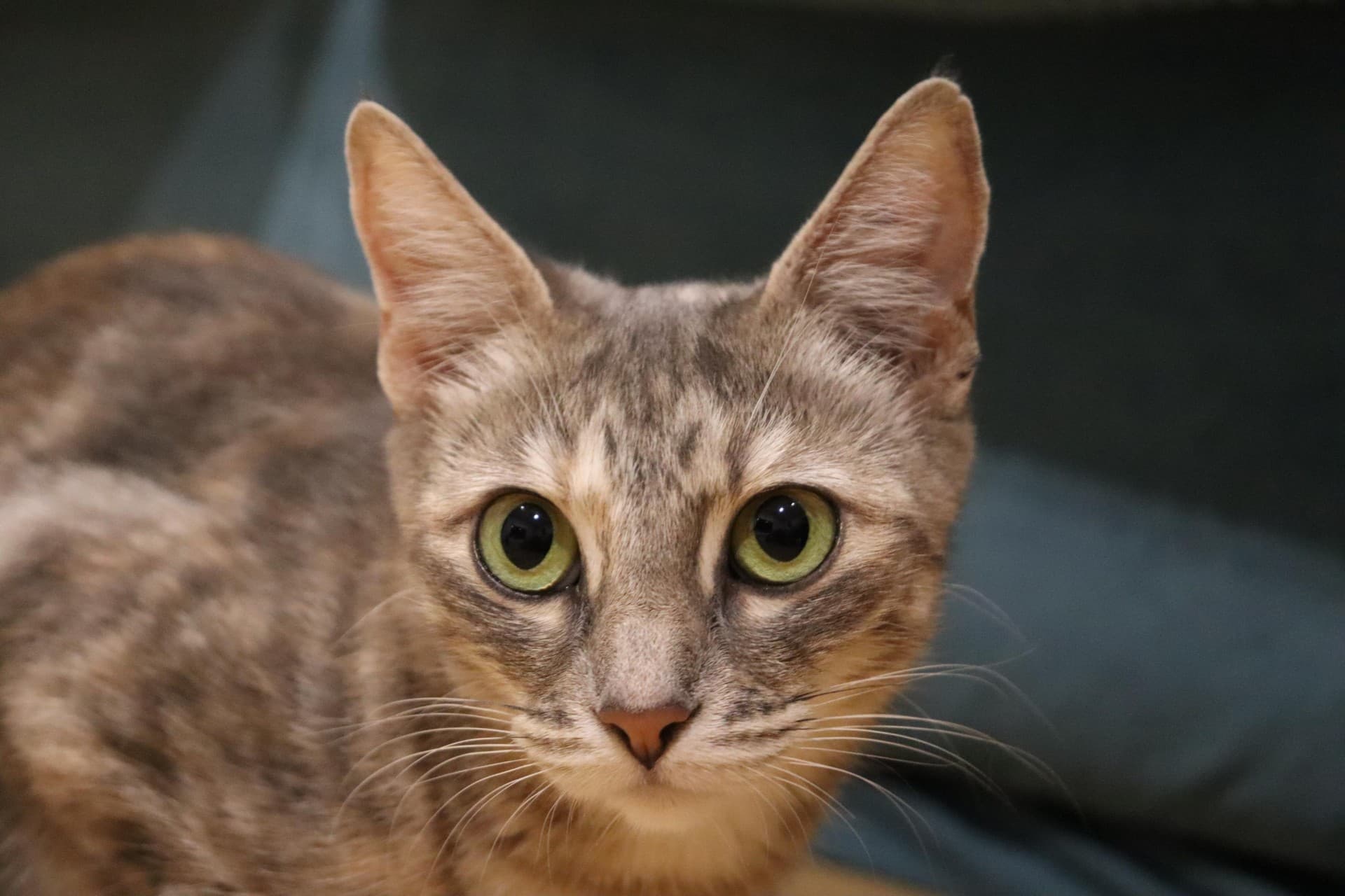 Louise - Domestic Short Hair cat available for adoption at RSPCA NSW in Sydney