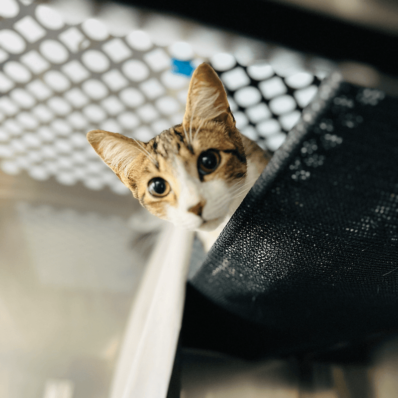 Lilo - Domestic Short Hair available for adoption in Newcastle