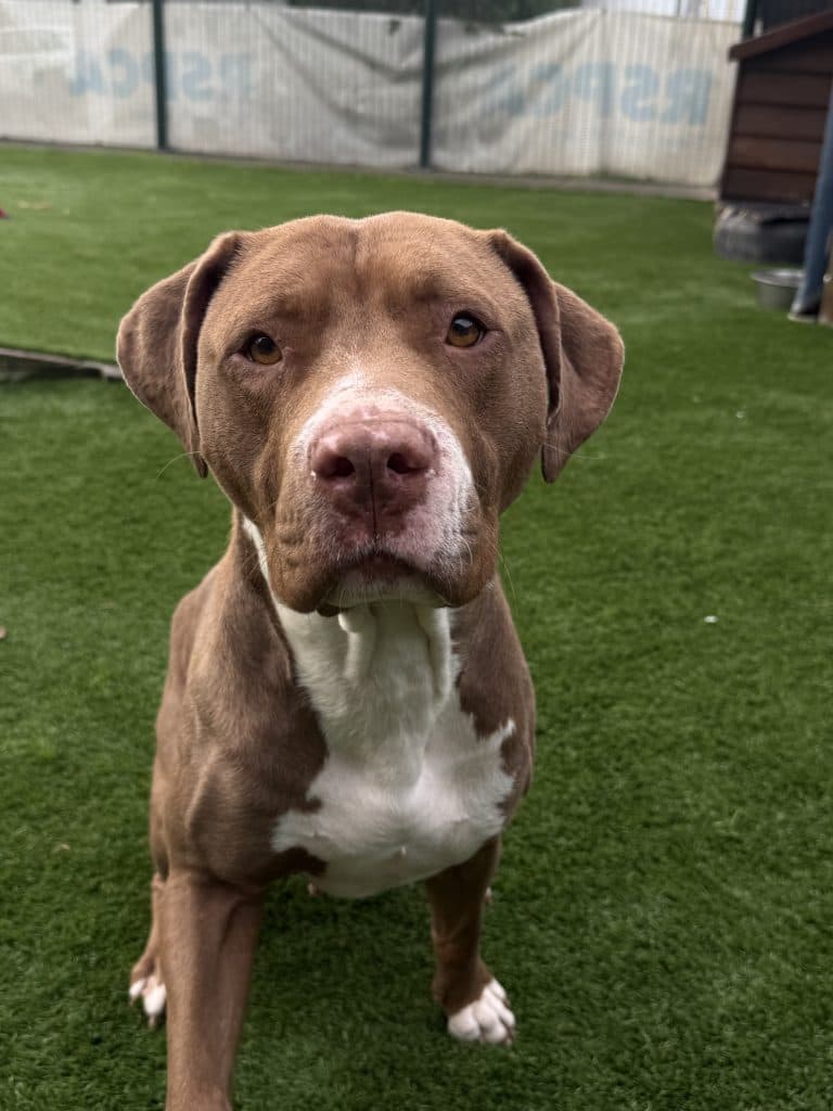 Pepe - American Staffordshire Terrier available for adoption at RSPCA NSW in Sydney