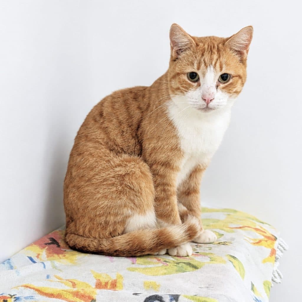 Waffles - Domestic Short Hair cat available for adoption at RSPCA NSW in Sydney