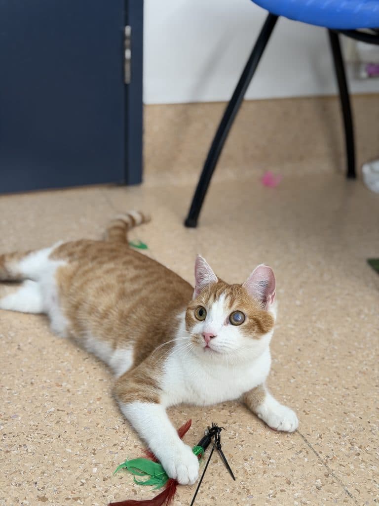 Baby Gingy - Domestic Short Hair cat available for adoption in Sydney