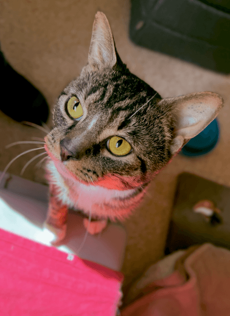Marvin - Domestic Short Hair cat available for adoption at RSPCA NSW in Central Coast