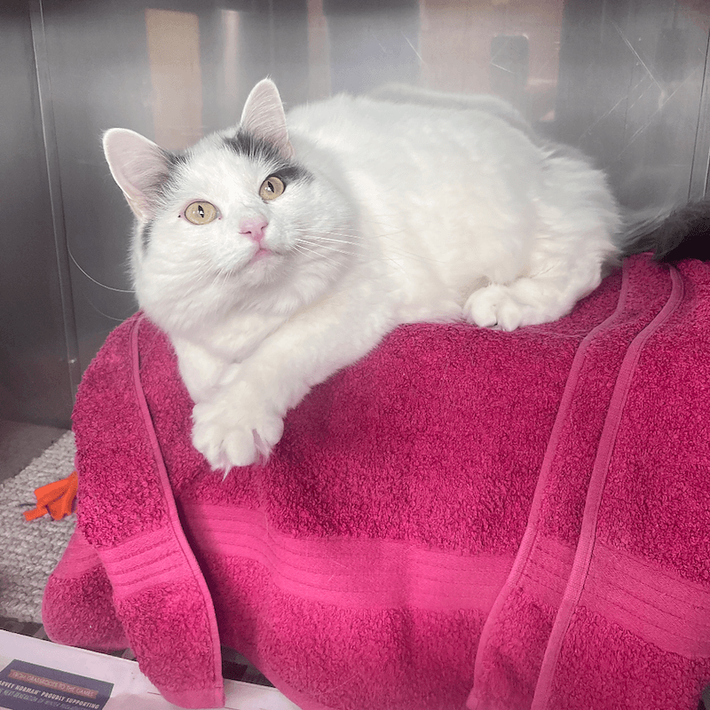 Hela - Domestic Medium Hair cat available for adoption in Sydney