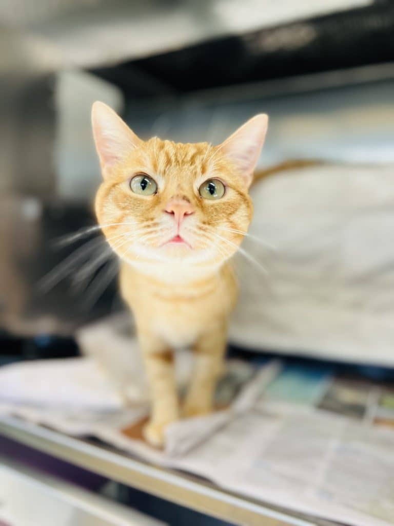 Walter - Domestic Short Hair cat available for adoption at RSPCA NSW in Newcastle