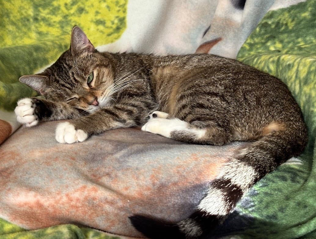Lily - Domestic Short Hair cat available for adoption at RSPCA NSW in Sydney