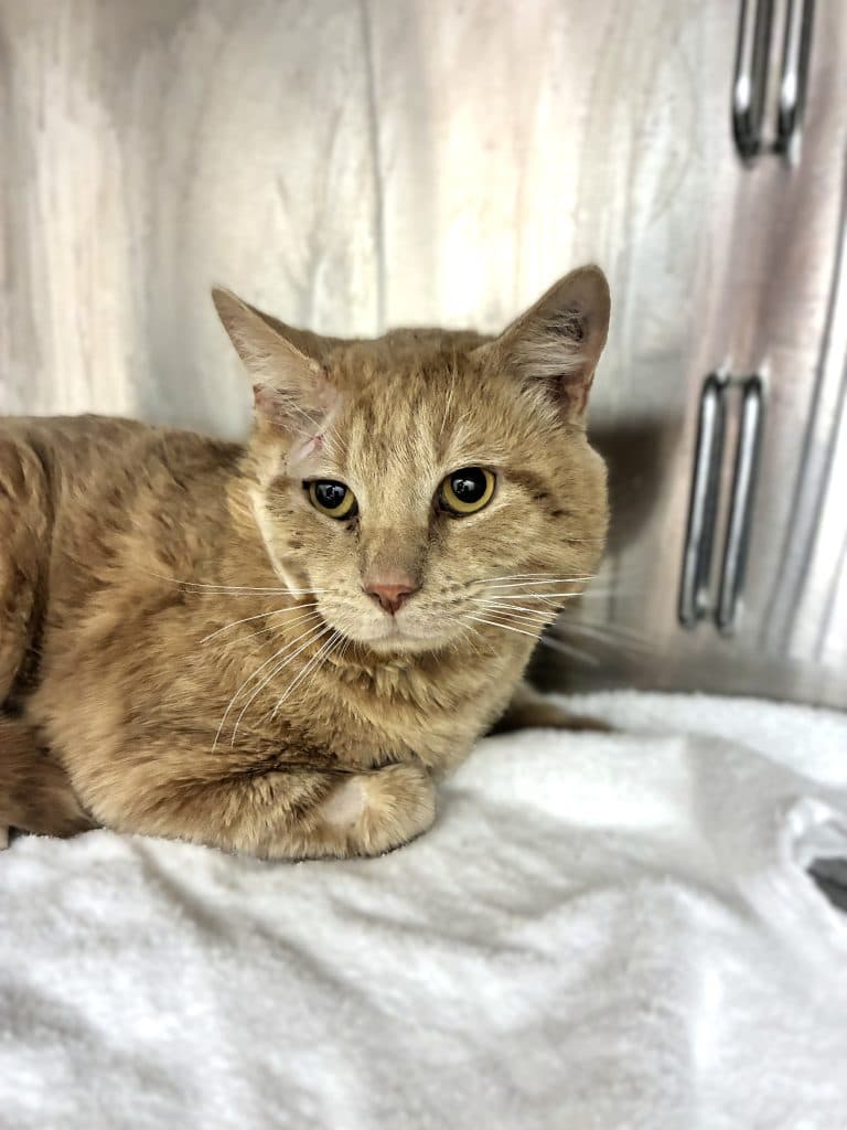 Eddie - Domestic Short Hair cat available for adoption at RSPCA NSW in Sydney