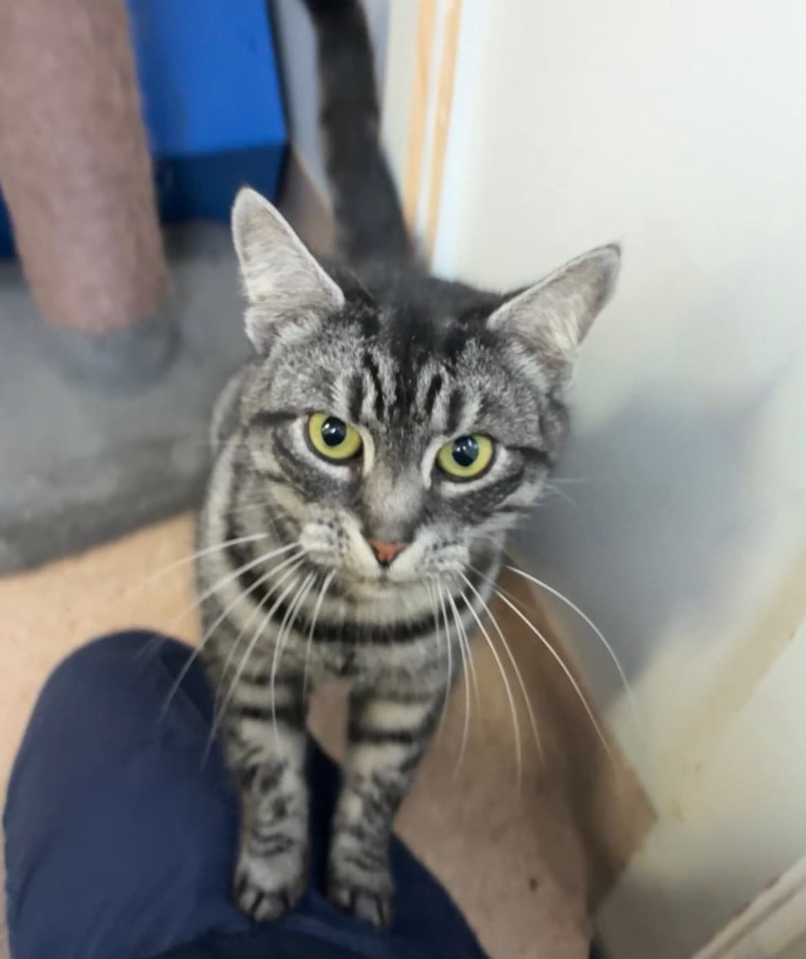 Cassie - Domestic Short Hair cat available for adoption at RSPCA NSW in Sydney