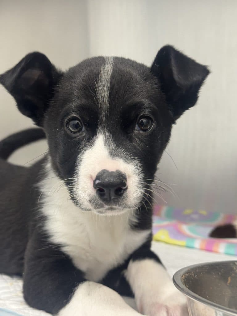 Dora - Border Collie available for adoption in Sydney