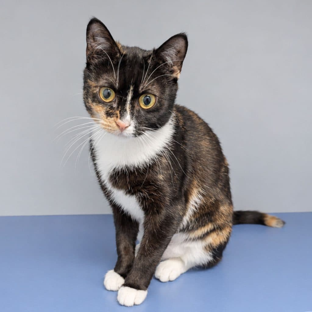 Cleocatra - Domestic Short Hair available for adoption in Sydney